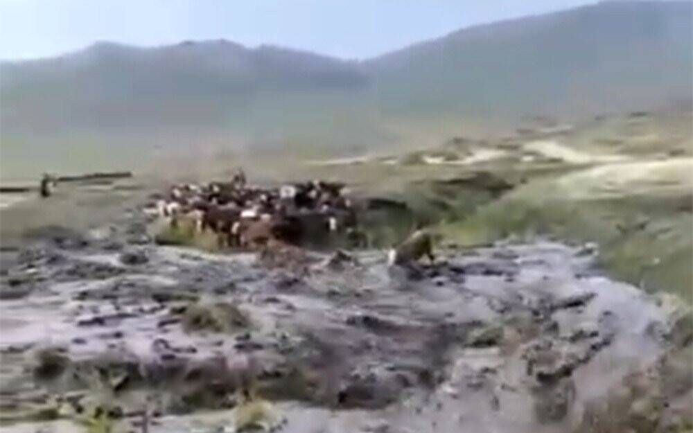 Sele kapılan dananın sürüklenme anı kameralara yansıdı