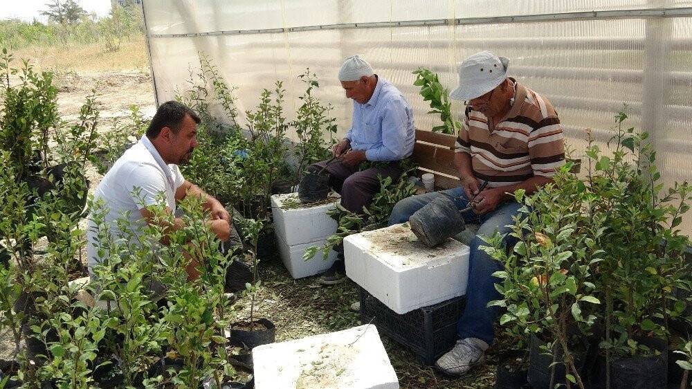Van’ın özel meyvelerinin gen kaynağı korunuyor