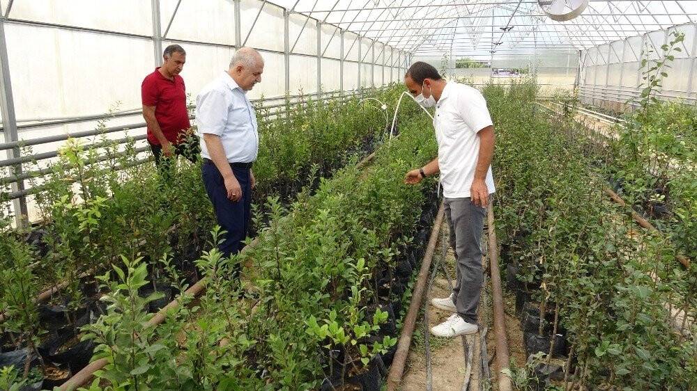 Van’ın özel meyvelerinin gen kaynağı korunuyor