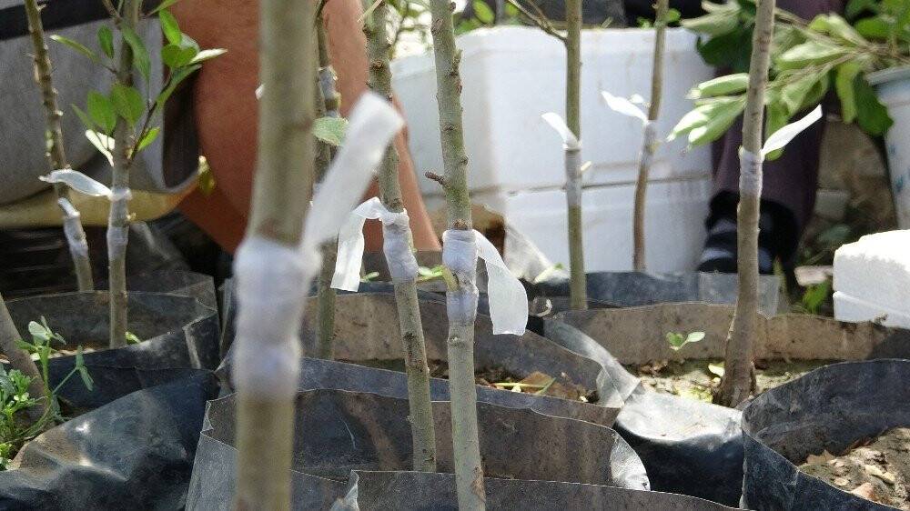 Van’ın özel meyvelerinin gen kaynağı korunuyor