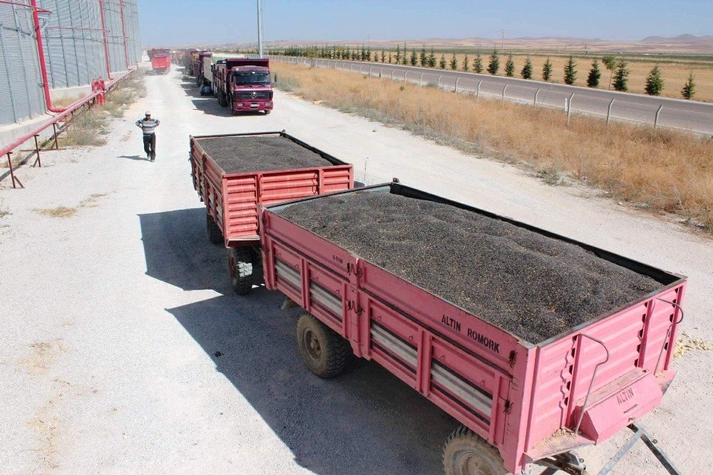 Konya Şeker ayçiçeği alım fiyatlarını açıkladı