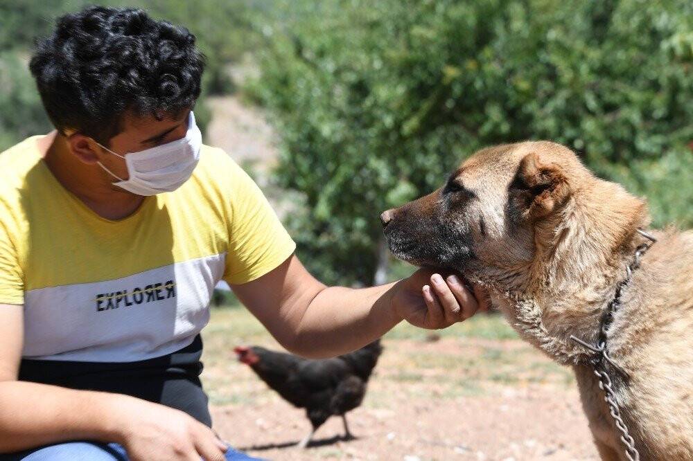 Konya’da köpeklere şefkatli ve huzurlu yuva