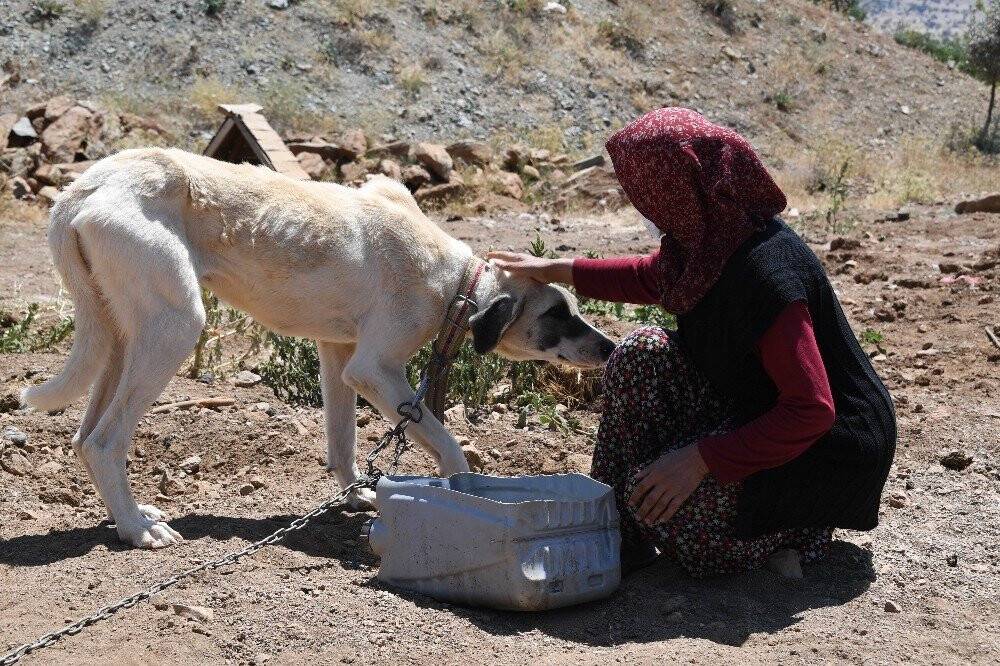 Konya’da köpeklere şefkatli ve huzurlu yuva