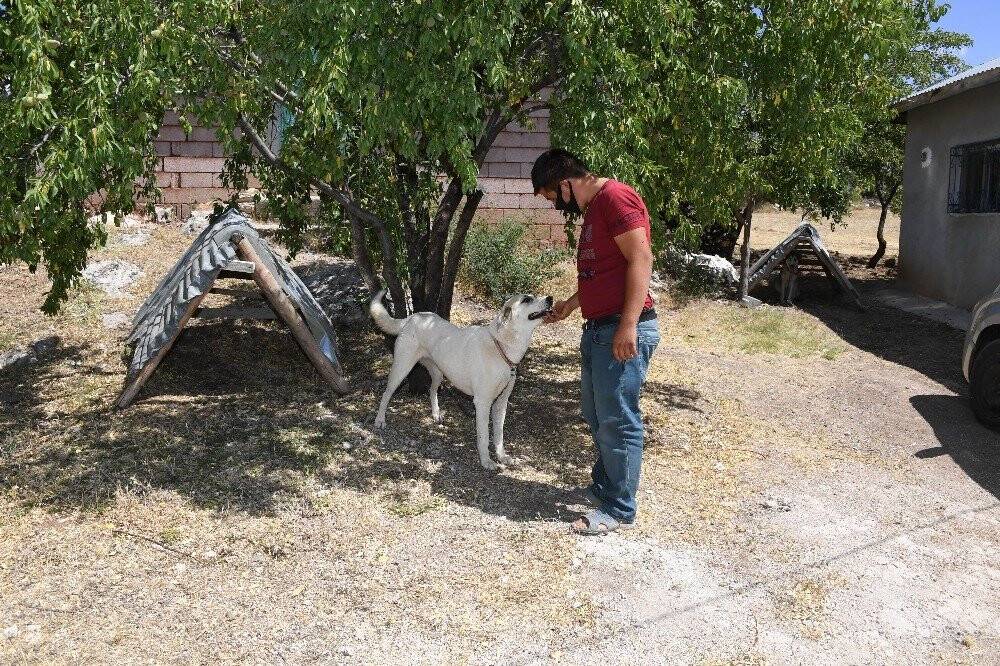 Konya’da köpeklere şefkatli ve huzurlu yuva