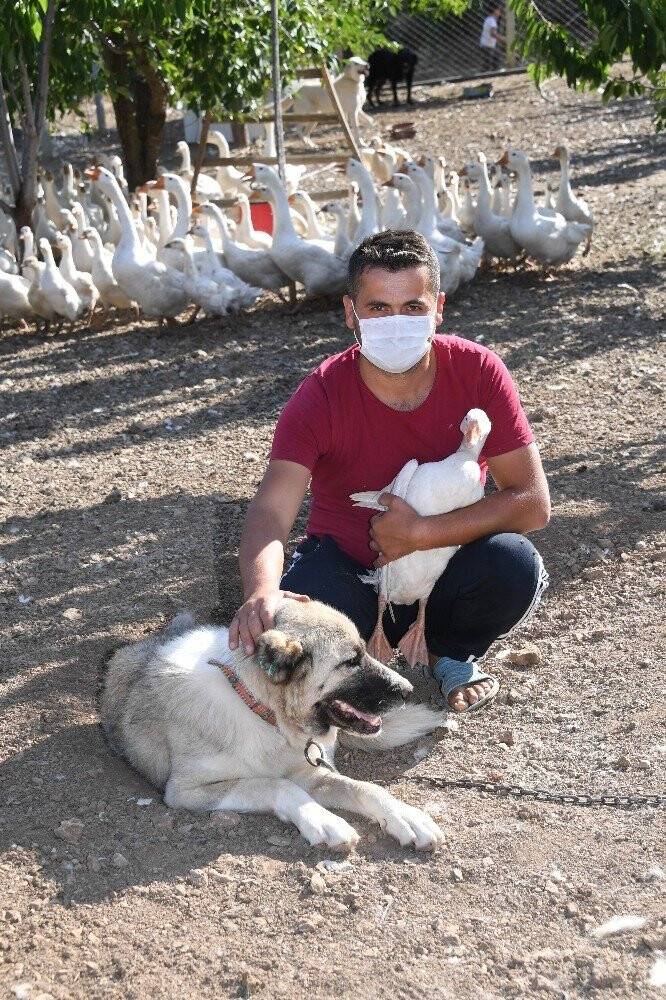 Konya’da köpeklere şefkatli ve huzurlu yuva