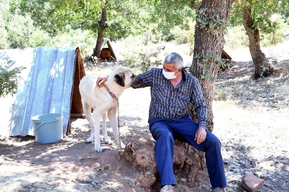 Konya’da köpeklere şefkatli ve huzurlu yuva