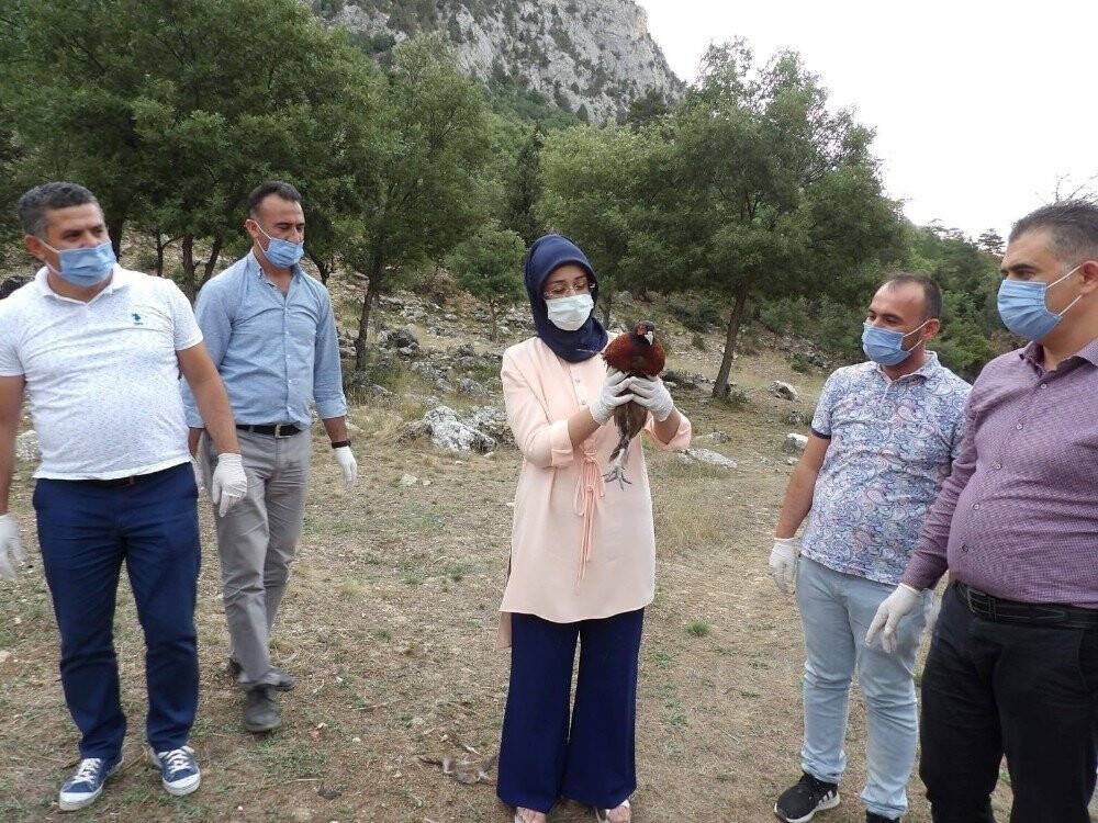 Konya Derebucak’ta 500 sülün doğaya bırakıldı