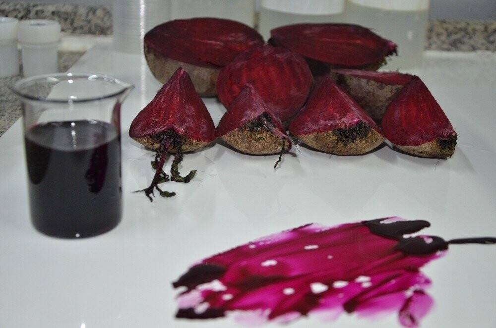 Konya'da Kırmızı pancarda hasat zamanı