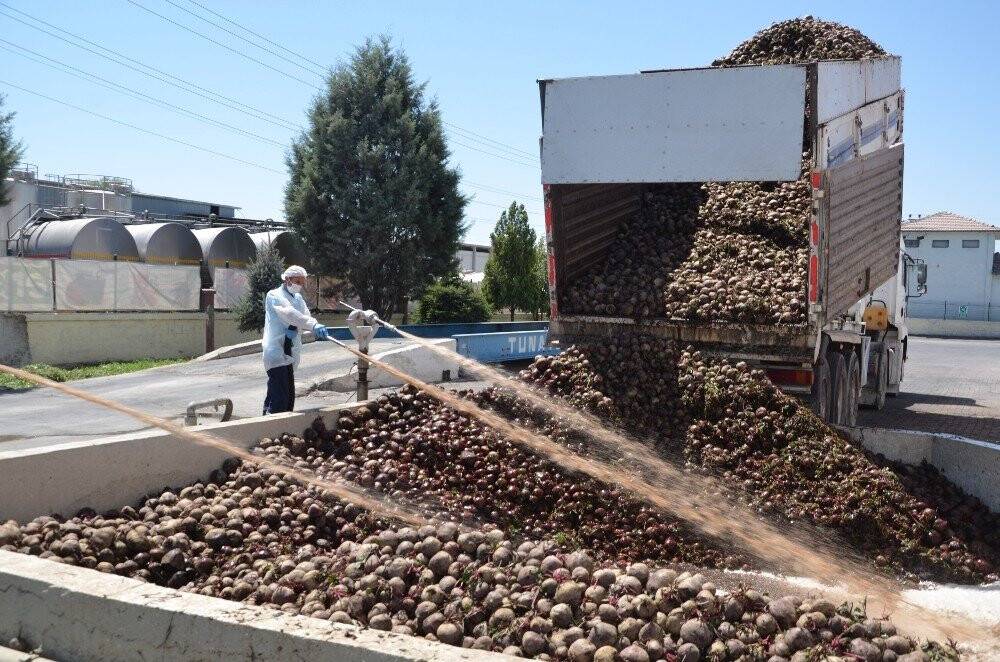 Konya'da Kırmızı pancarda hasat zamanı