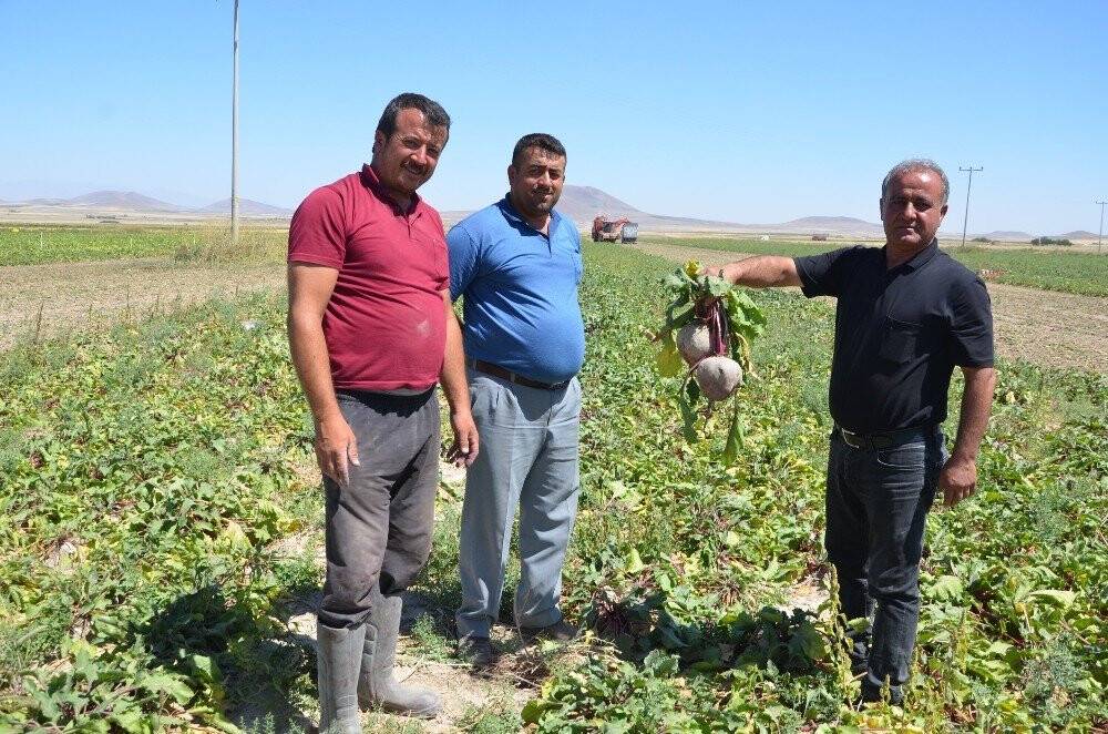 Konya'da Kırmızı pancarda hasat zamanı