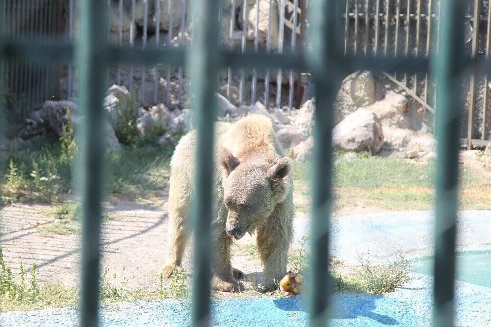 Konya'da Sıcaktan bunalan hayvanlar serinletiliyor