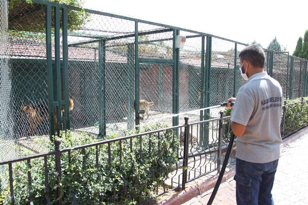 Konya'da Sıcaktan bunalan hayvanlar serinletiliyor