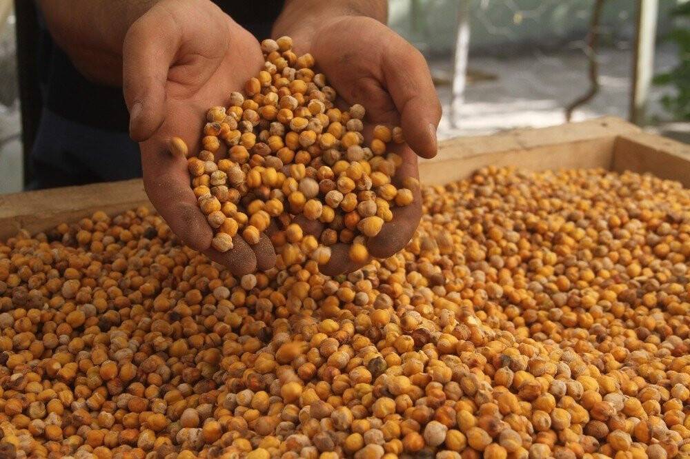 Nohudun meşe ateşinde başlayan yolculuğu