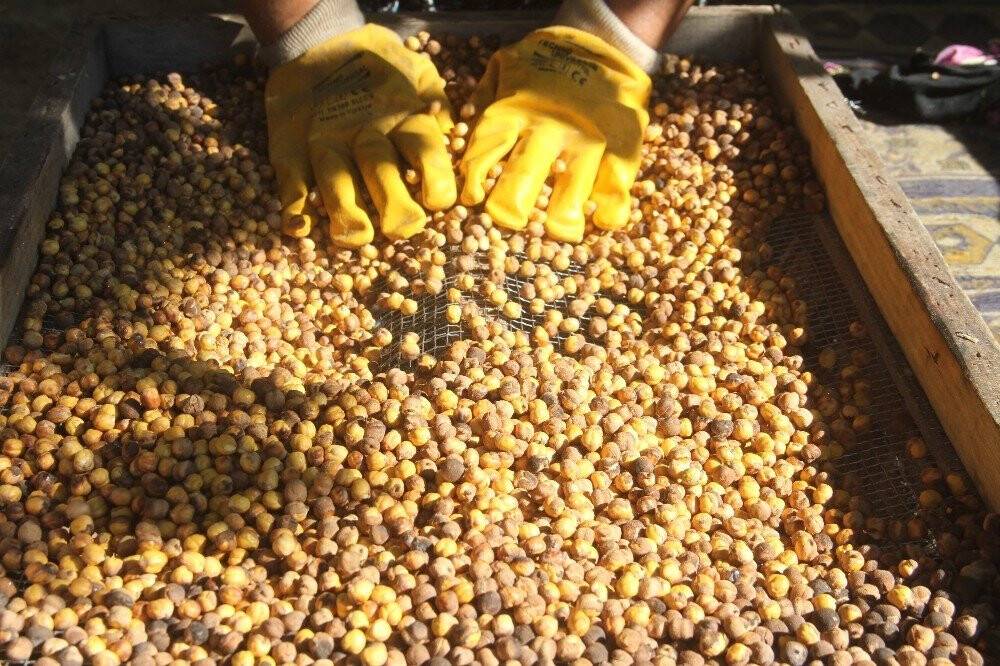 Nohudun meşe ateşinde başlayan yolculuğu