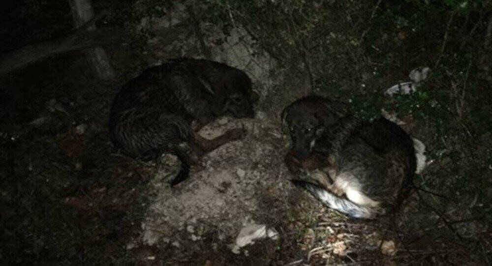 Köpekleri uyuşturup ormana attılar