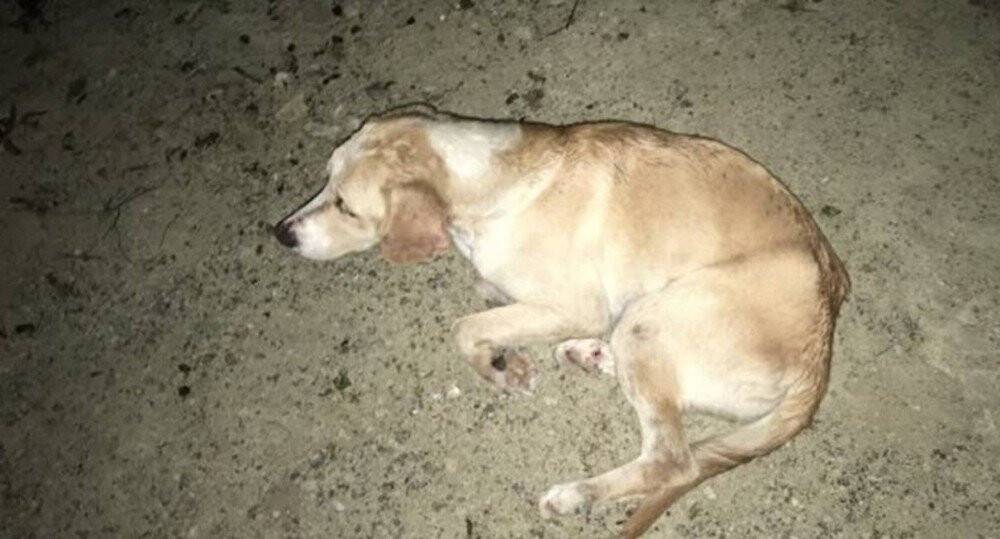 Köpekleri uyuşturup ormana attılar