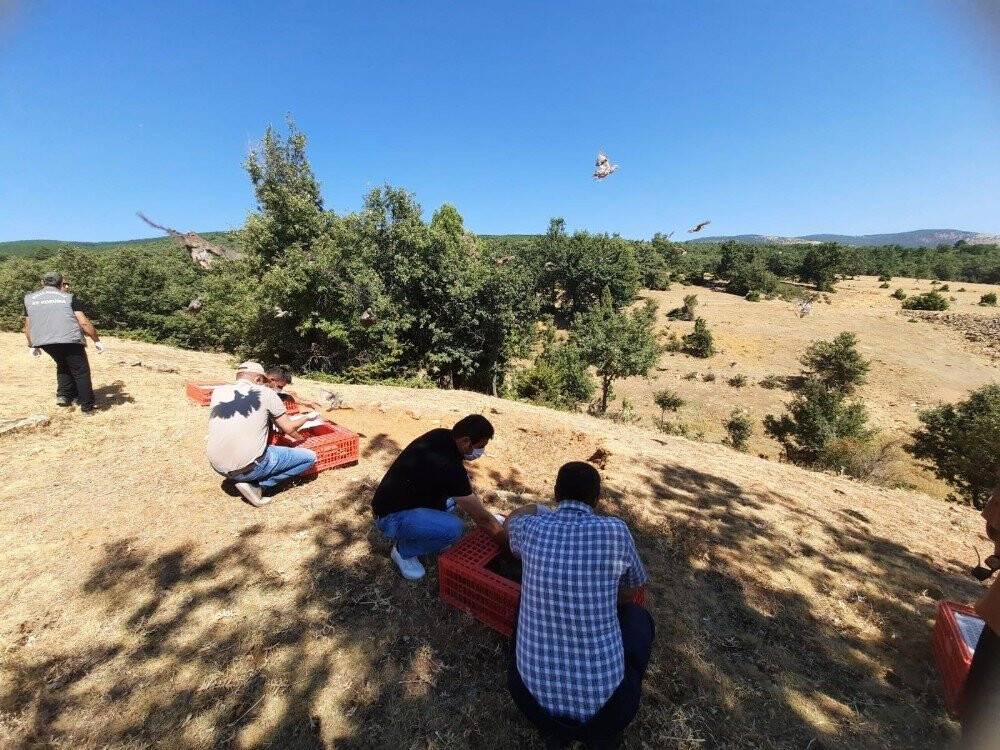 Konya'da  500 kınalı keklik doğaya salındı
