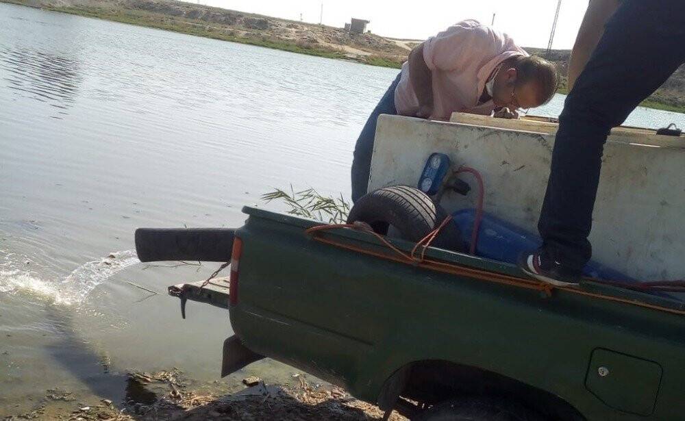 Telabyad’daki göletlere 520 bin yavru sazan bırakıldı