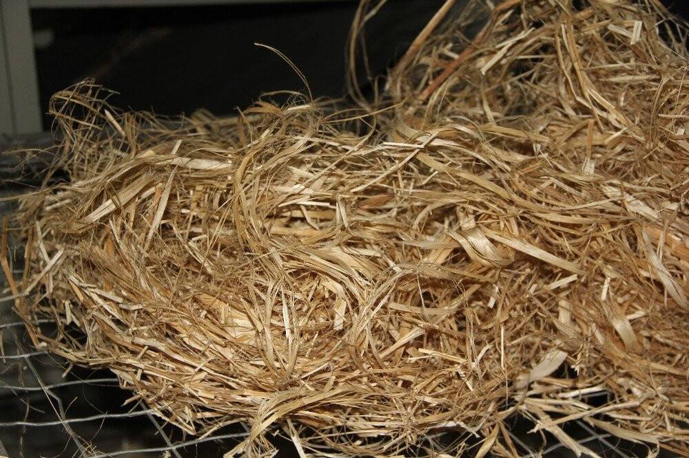 Kenevir, keten ve ısırgan tarımındaki en büyük engel ortadan kalktı