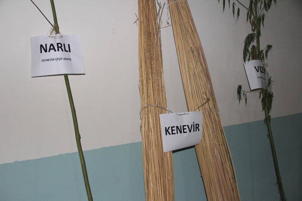 Kenevir, keten ve ısırgan tarımındaki en büyük engel ortadan kalktı