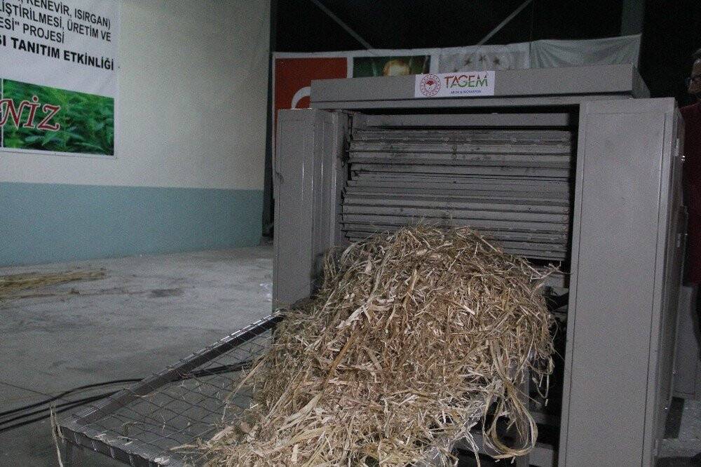 Kenevir, keten ve ısırgan tarımındaki en büyük engel ortadan kalktı