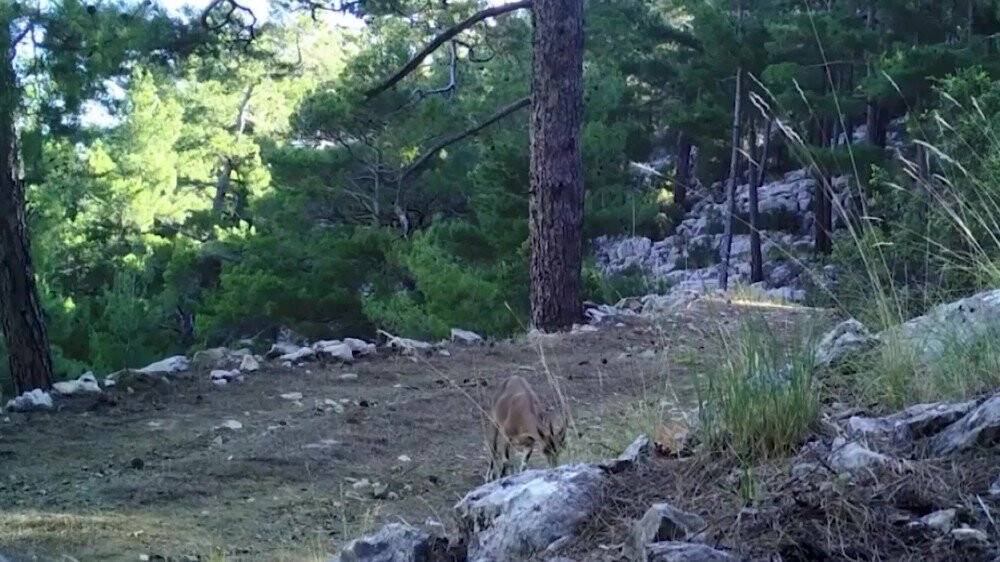 Foto kapanlar bu defa yaban keçilerini görüntüledi