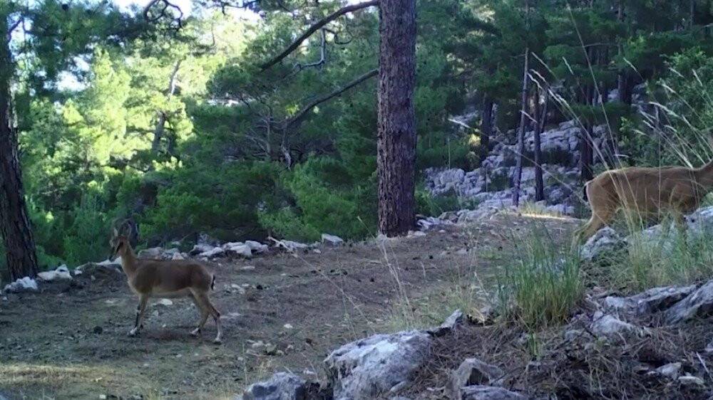Foto kapanlar bu defa yaban keçilerini görüntüledi