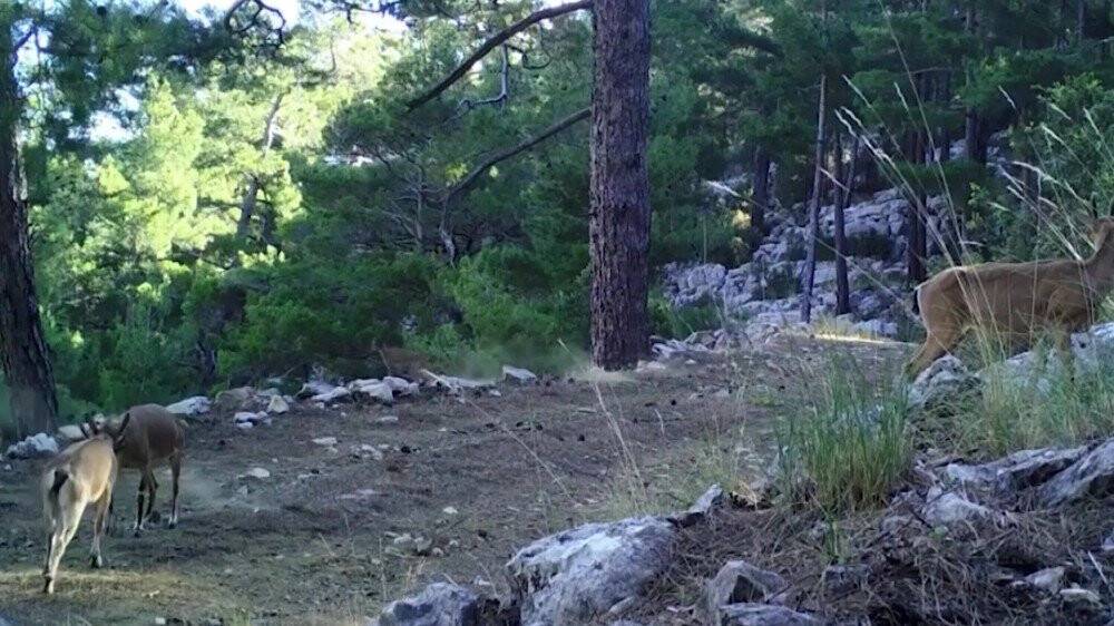 Foto kapanlar bu defa yaban keçilerini görüntüledi