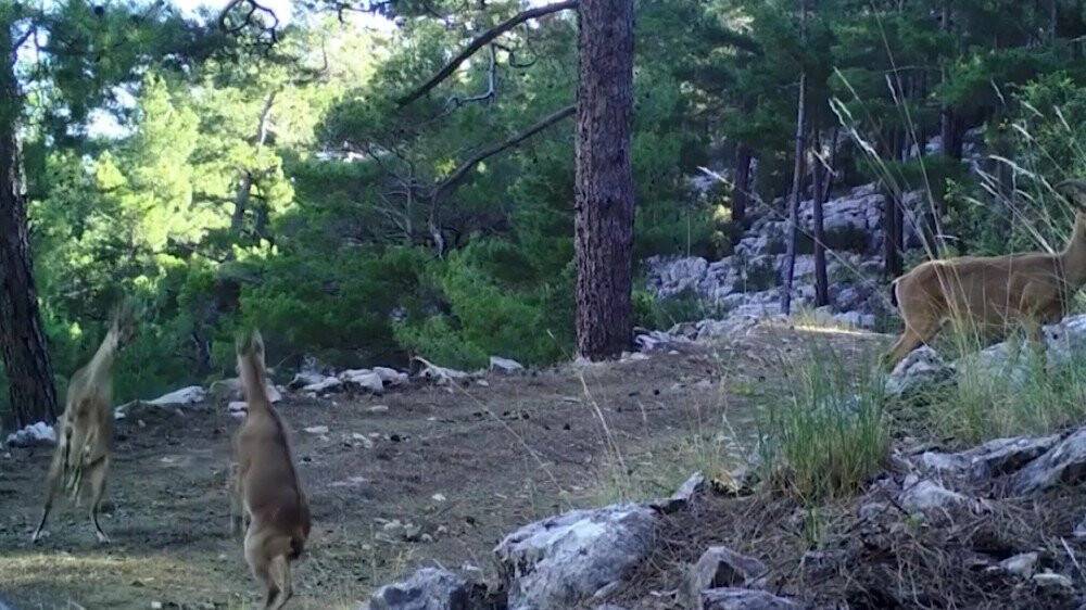 Foto kapanlar bu defa yaban keçilerini görüntüledi