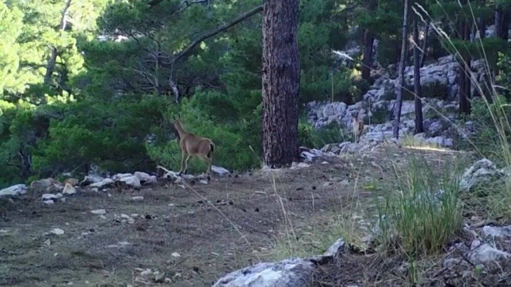 Foto kapanlar bu defa yaban keçilerini görüntüledi