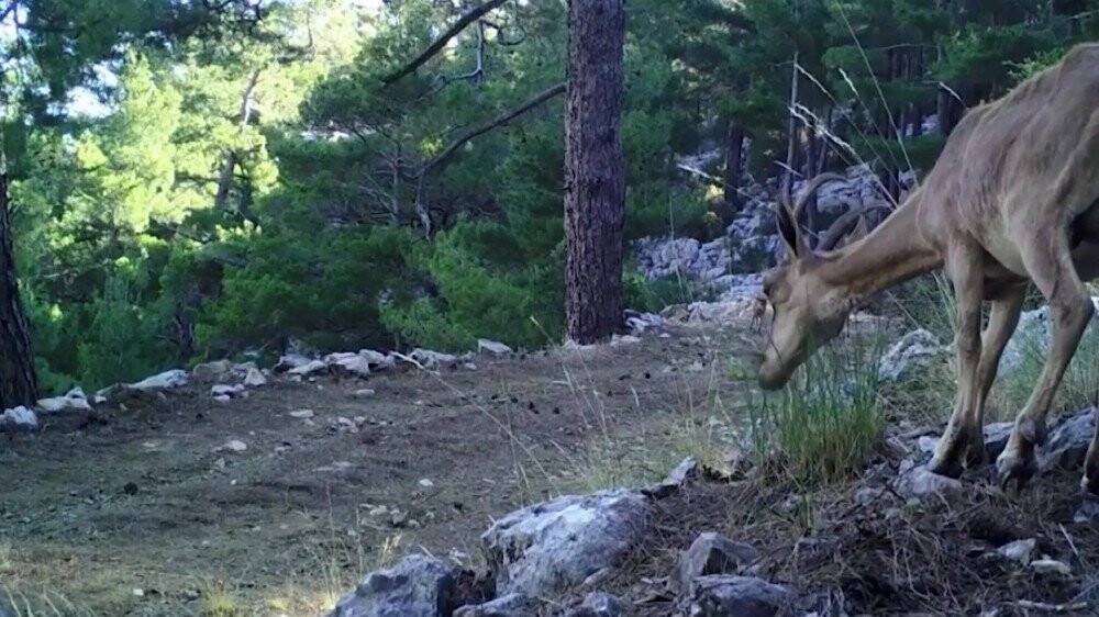 Foto kapanlar bu defa yaban keçilerini görüntüledi
