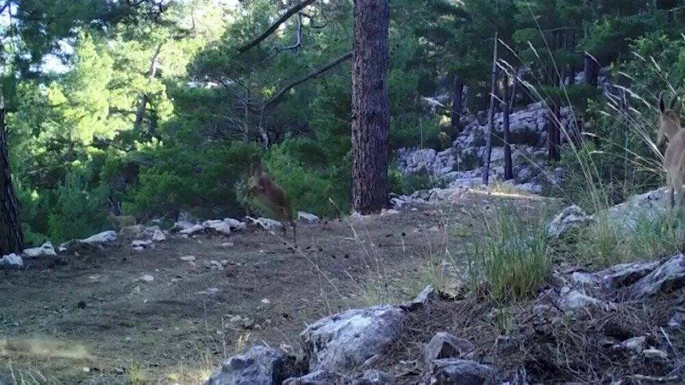 Foto kapanlar bu defa yaban keçilerini görüntüledi