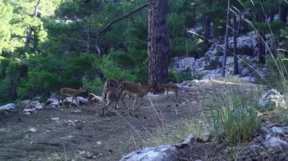 Foto kapanlar bu defa yaban keçilerini görüntüledi