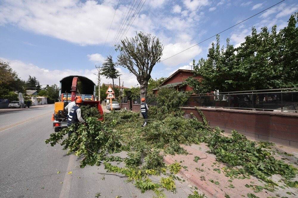 Selçuklu’da ağaç budama çalışmaları devm ediyor