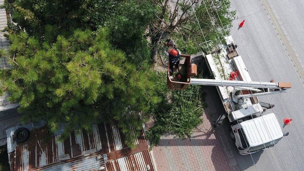 Selçuklu’da ağaç budama çalışmaları devm ediyor