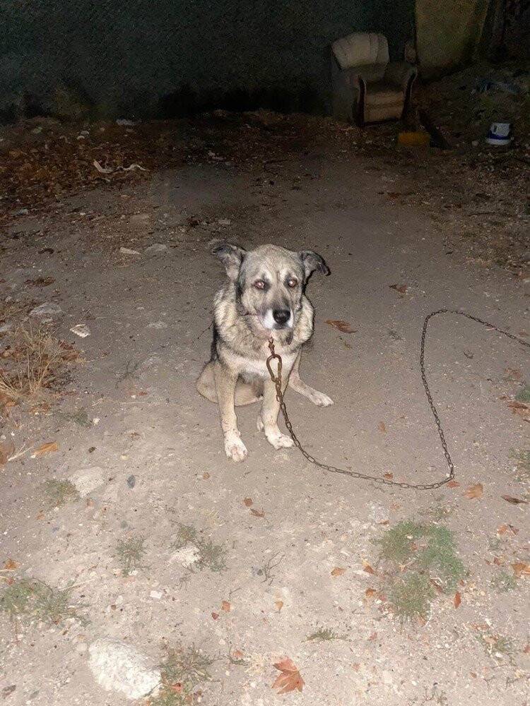 Komşusunun 3 köpeği bıçaklayıp birini öldürdü