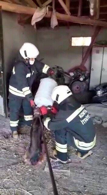 Konya'da kafası bidona sıkışan köpek kurtarıldı