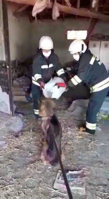 Konya'da kafası bidona sıkışan köpek kurtarıldı