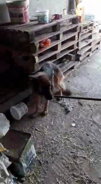 Konya'da kafası bidona sıkışan köpek kurtarıldı