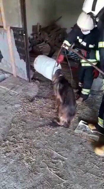 Konya'da kafası bidona sıkışan köpek kurtarıldı