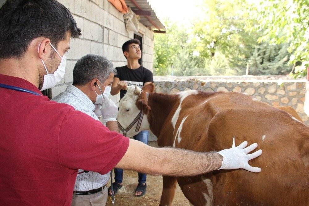 Sineklerin ısırdığı hayvanlar telef oldu