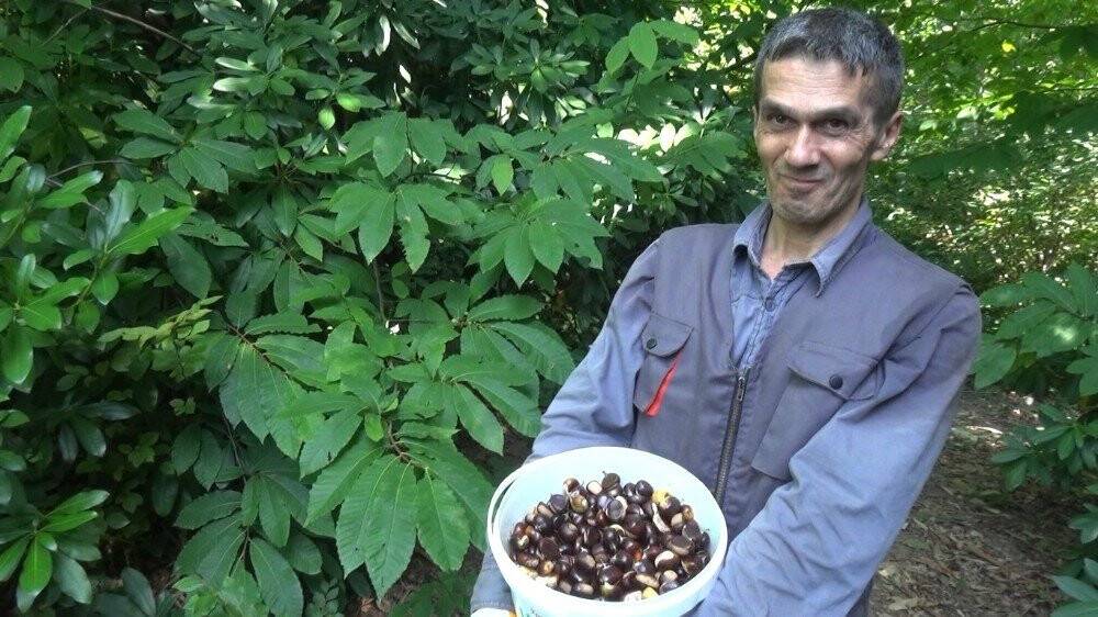 Bartın kestanesi pazardaki yerini aldı