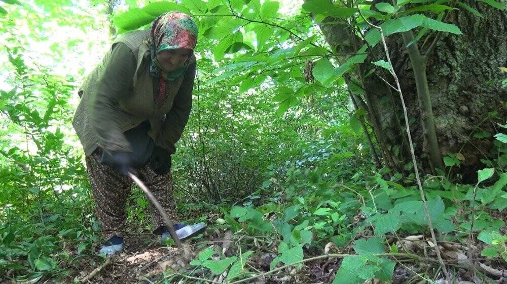 Bartın kestanesi pazardaki yerini aldı
