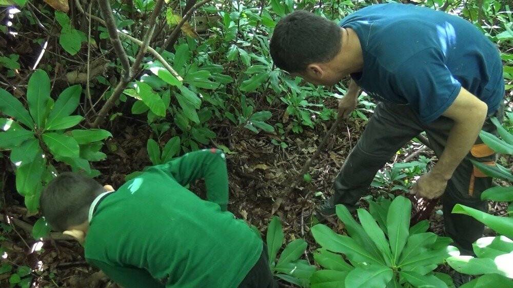 Bartın kestanesi pazardaki yerini aldı