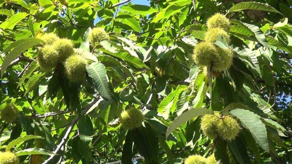 Bartın kestanesi pazardaki yerini aldı