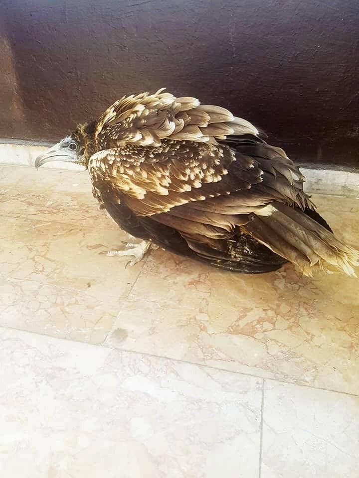 Yaralı mısır akbabası tedavi altına alındı