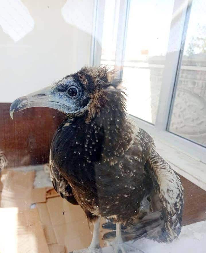 Yaralı mısır akbabası tedavi altına alındı