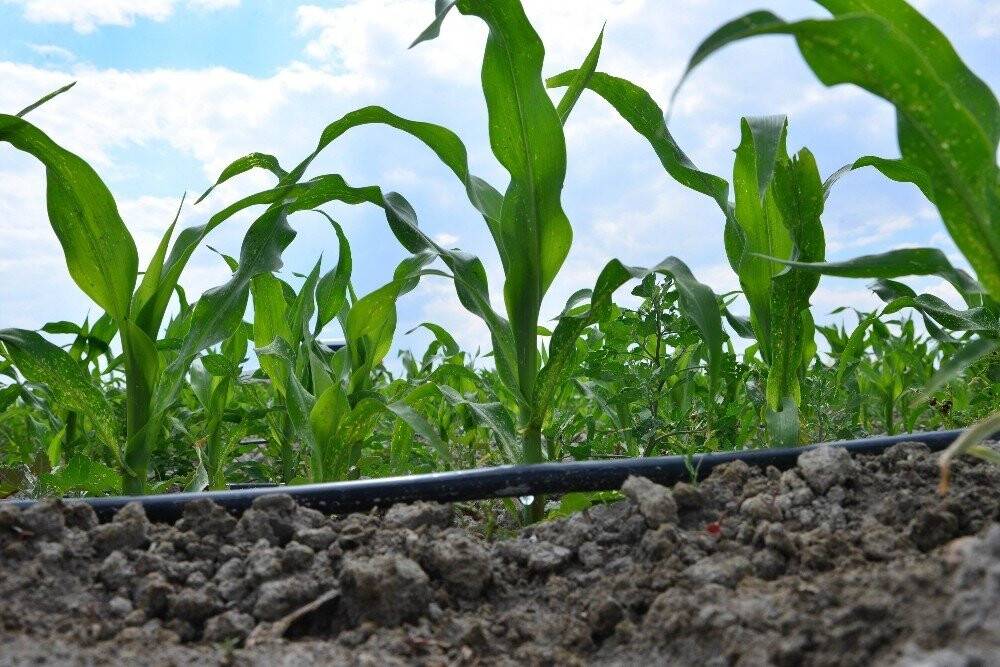 Konya’da tarım arazilerine 815 milyon 220 bin metreküp su verildi