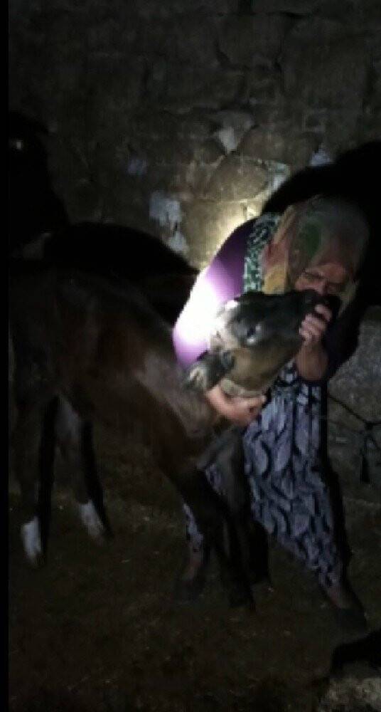 Konya'da çalınan buzağısına kavuşan kadın sevinçten ağladı! Kınalı Kuzum sen neredeydin!