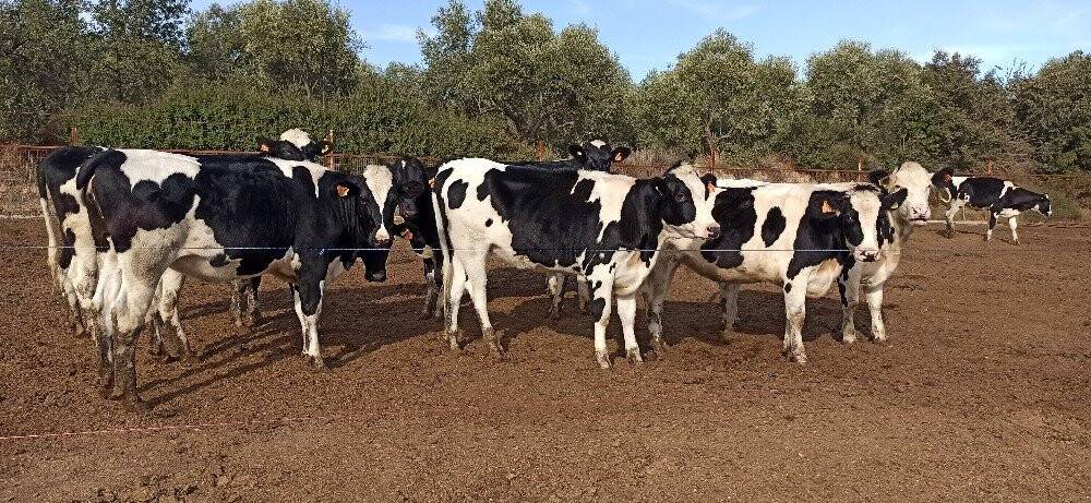 Süt üreticileri, fiyat artışı istiyor